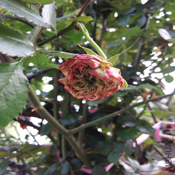 IMG_20160403_165420.jpg