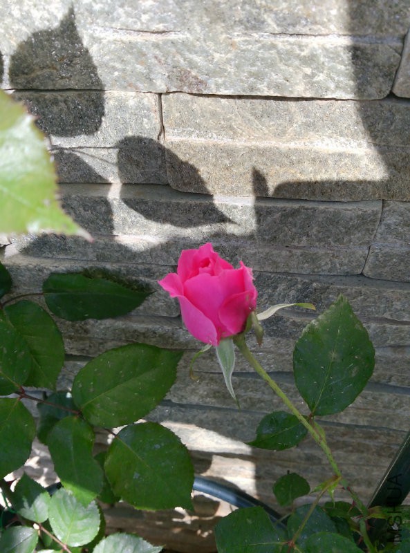 IMG_20160404_094509_AO_HDR.jpg
