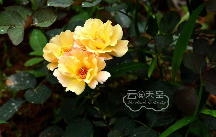 QQ��ͼ20160405091507.jpg