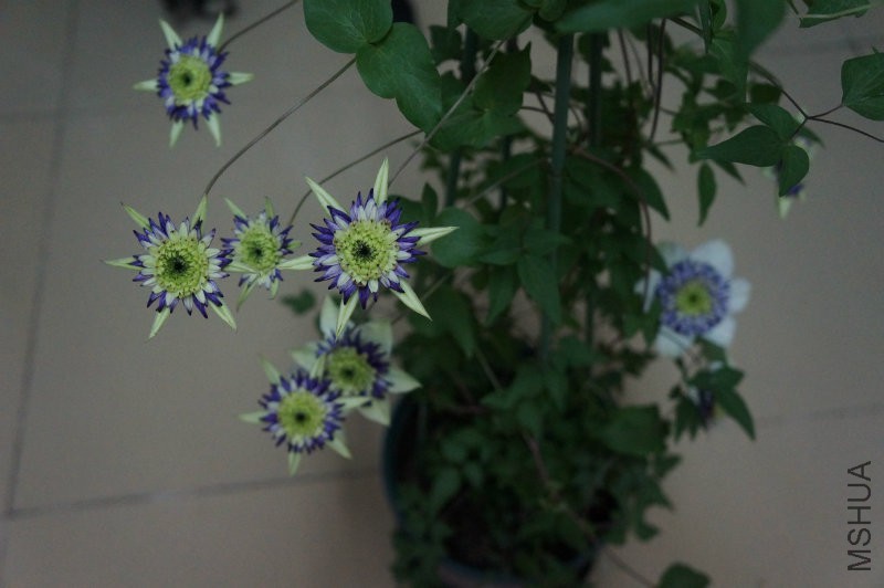 DSC02200.JPG