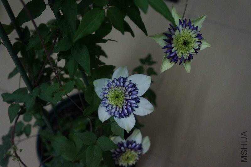 DSC02205.JPG