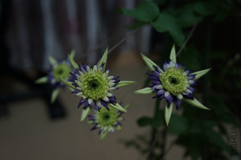 DSC02212.JPG