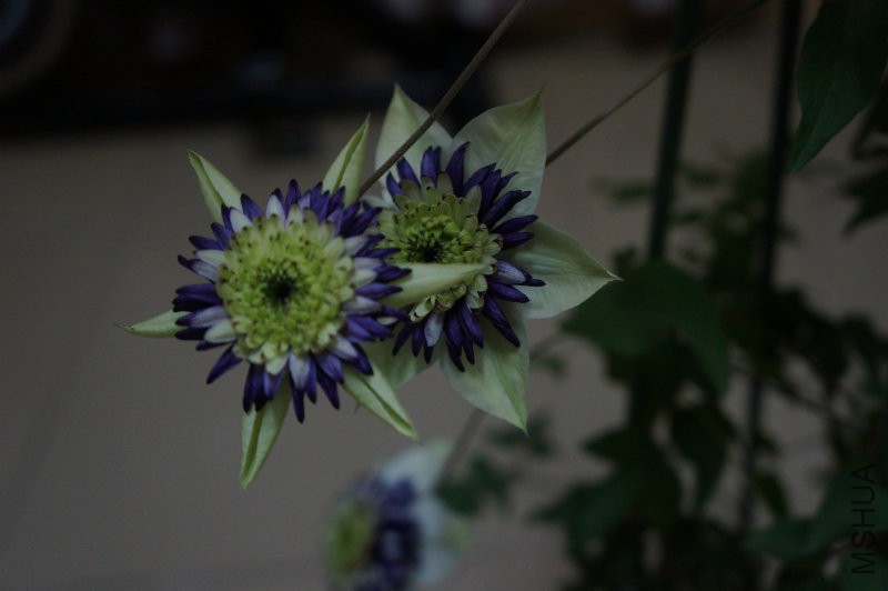 DSC02215.JPG