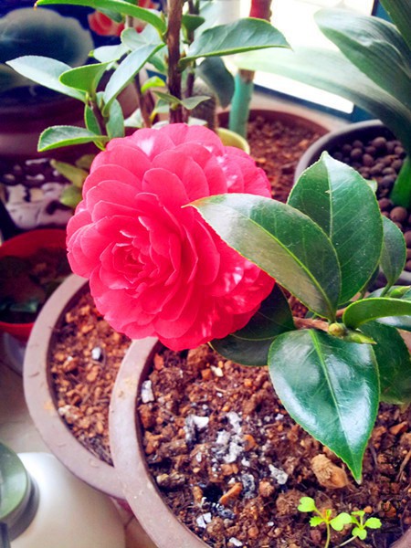 20160318_072257.jpg