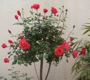 QQͼƬ20150918141506.jpg