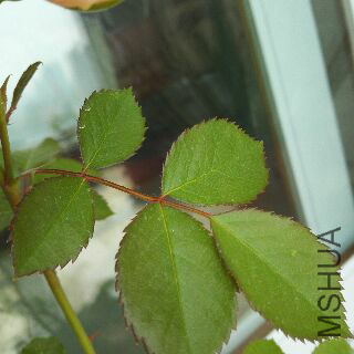 UC_Photo_128.jpg