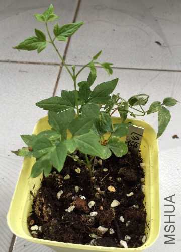 image.jpeg