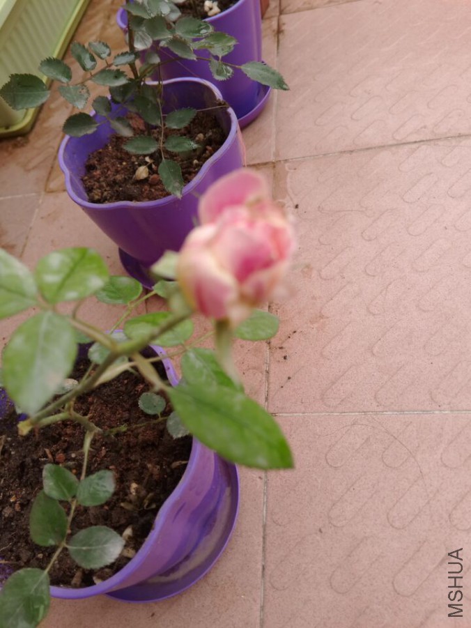 QQͼƬ20160405153711.jpg