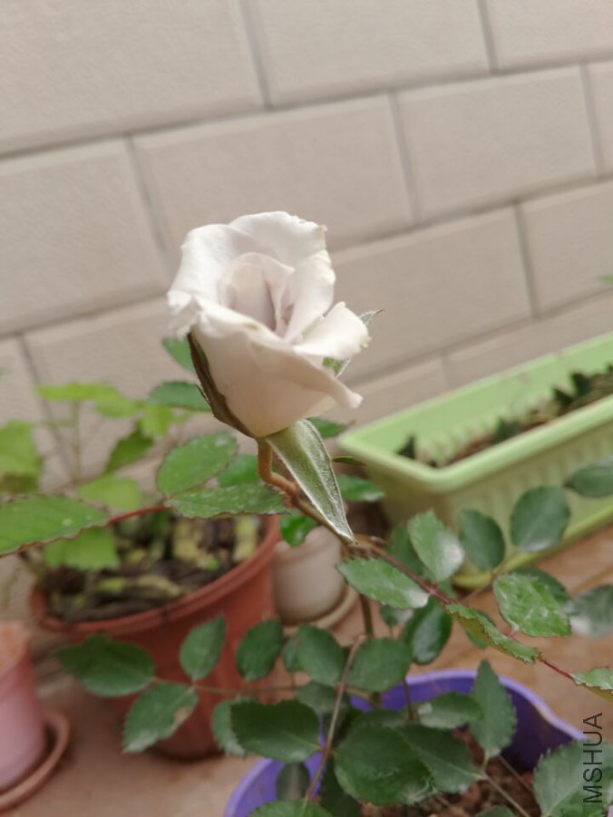 QQͼƬ20160405153721.jpg