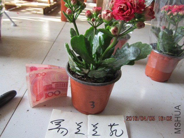 IMG_5896.JPG