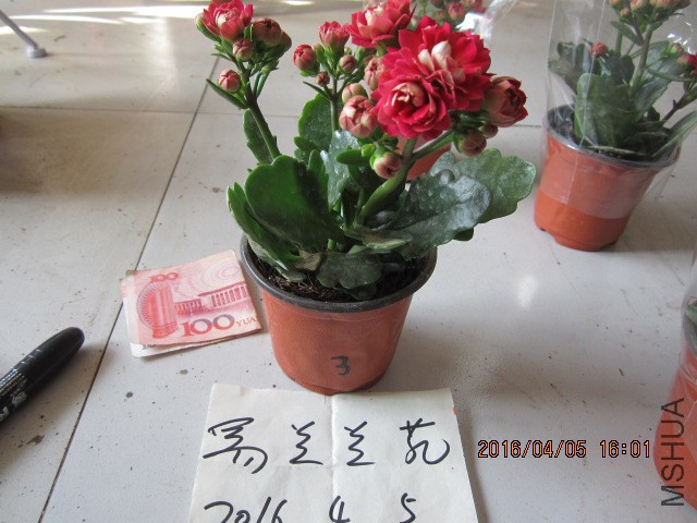 IMG_5893.JPG