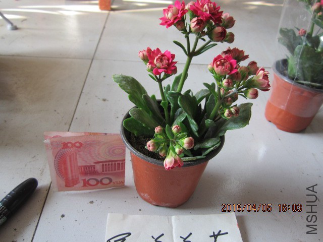 IMG_5900.JPG