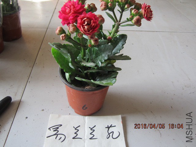 IMG_5905.JPG