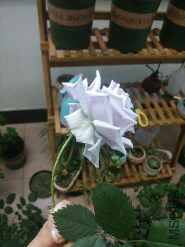 IMG_20160405_174818.jpg