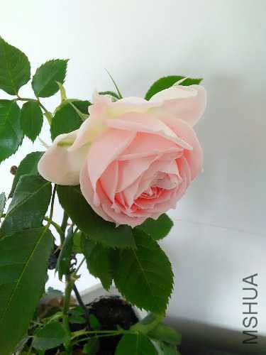IMG20160405144016.jpg