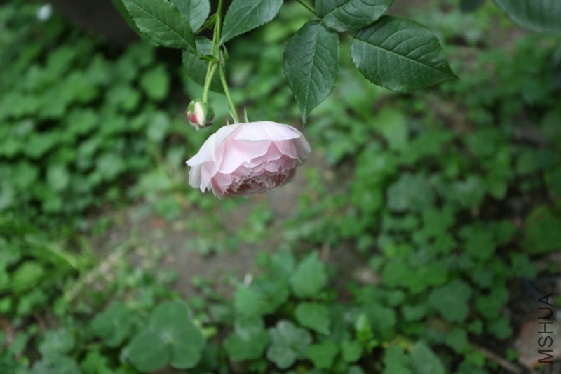 IMG_8117.jpg