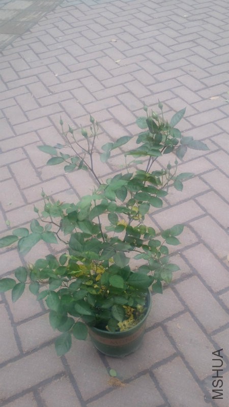 20160403_161351.jpg