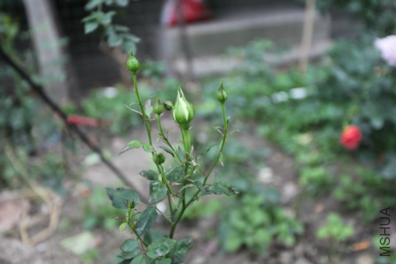 IMG_8143.jpg