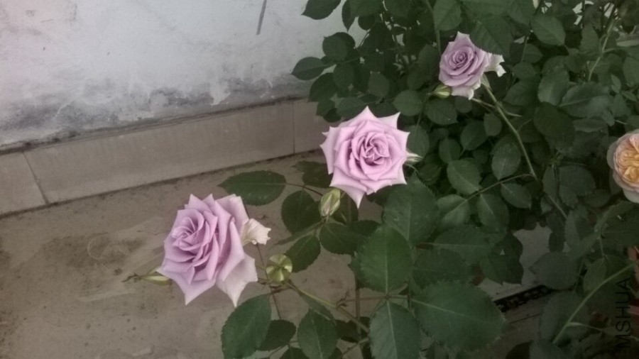 QQͼƬ20160406094843.jpg