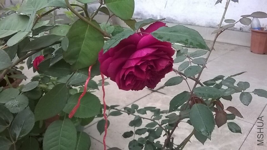 QQͼƬ20160406094818.jpg