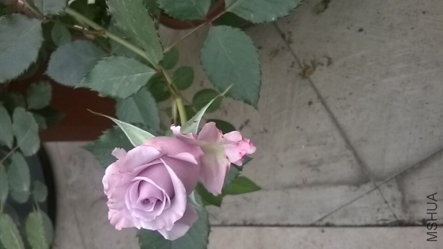 QQͼƬ20160406094829.jpg