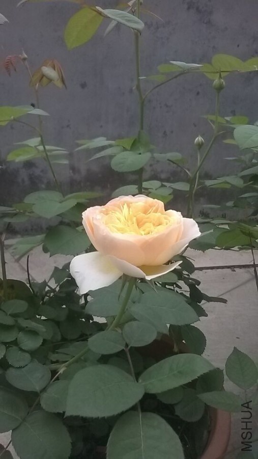QQͼƬ20160406094833.jpg