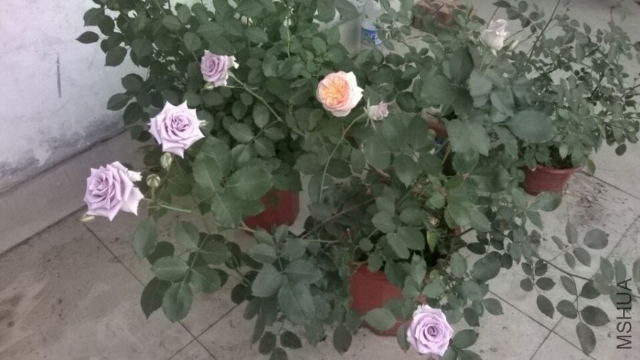 QQͼƬ20160406094840.jpg
