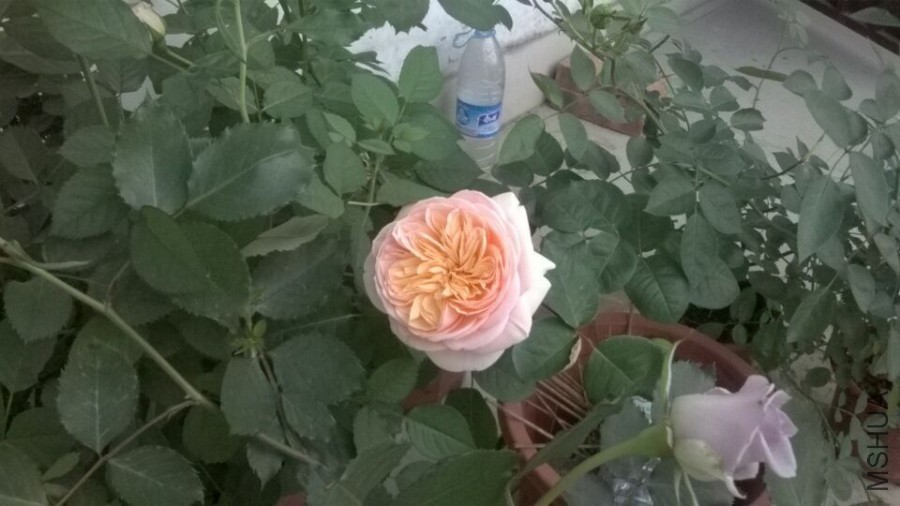 QQͼƬ20160406094847.jpg