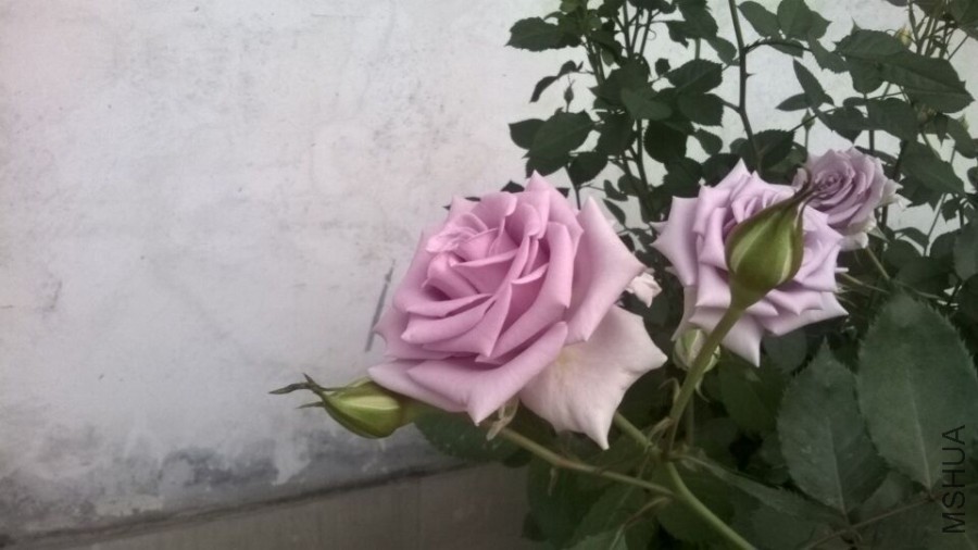 QQͼƬ20160406094850.jpg