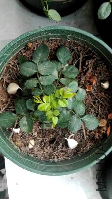 �������ȣ�һ�������ڼ��ھͳ���ô����