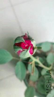 ���ҩ  2��ʮ��������ʱ��Ϳ���������  ����δ��