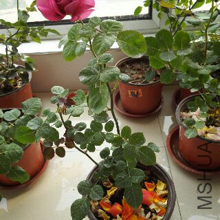 UC_Photo_135.jpg