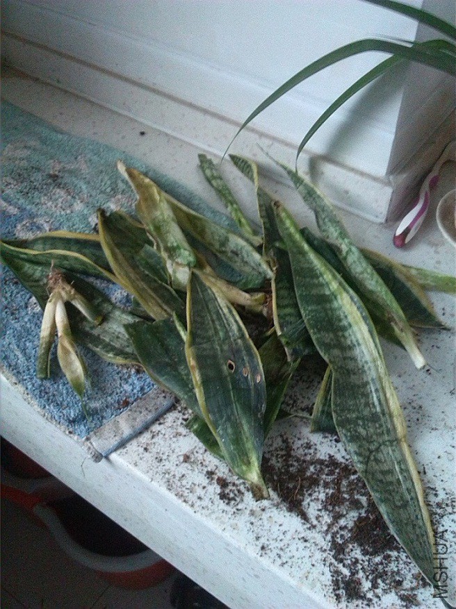 ��ˮ��Ҷ��