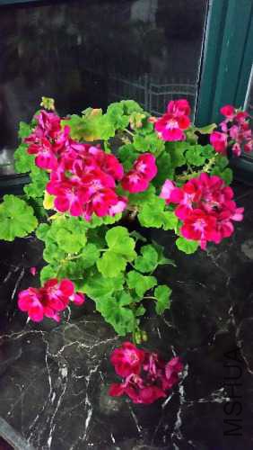 20160402_200937.jpg