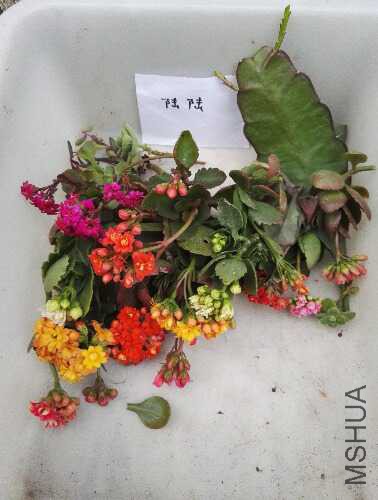 IMG20160404183333.jpg