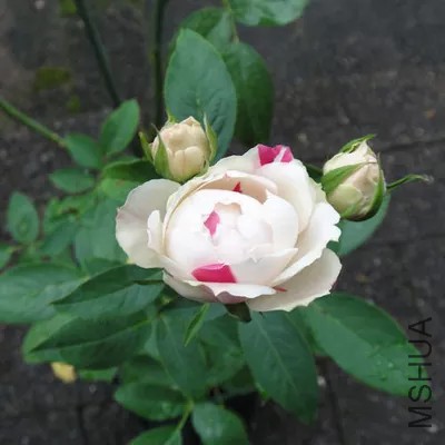 ���Ҳ�ݮ����.jpg