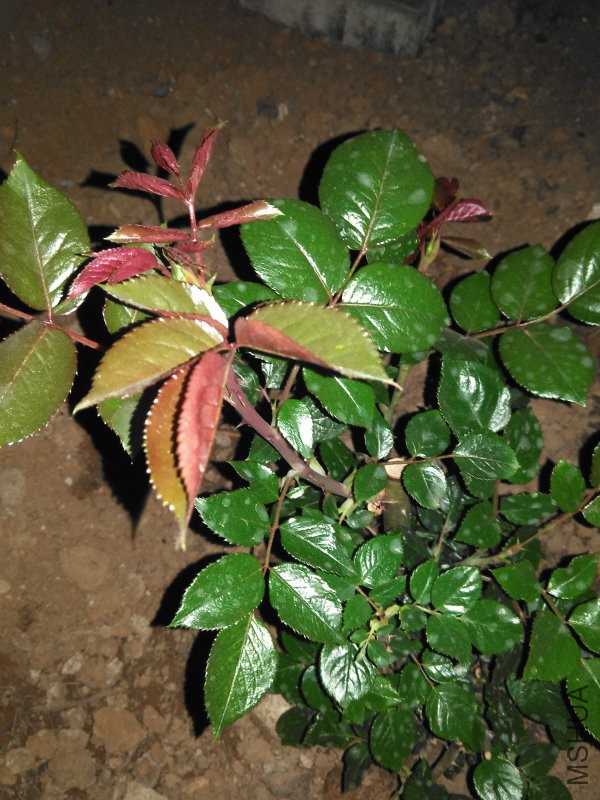 IMG_20160406_190340.jpg