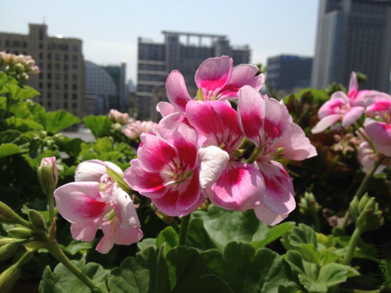 123810lccrqypur3guo3qa.jpg
