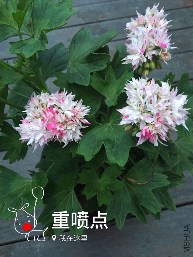 QQͼƬ20160407110837.jpg