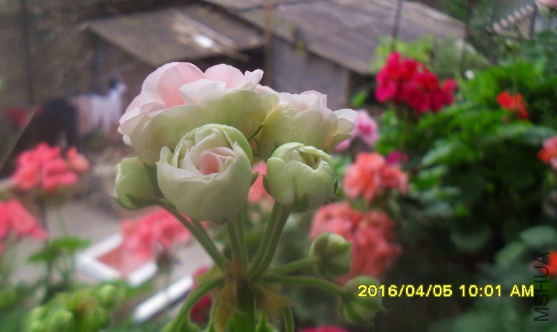 SDC12943.jpg