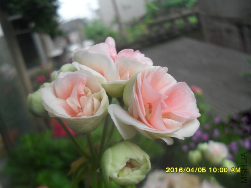 SDC12940.JPG