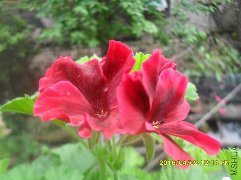 SDC12917.JPG