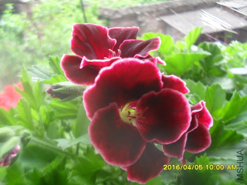 SDC12936.JPG