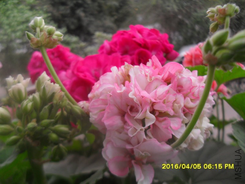 SDC12966.JPG