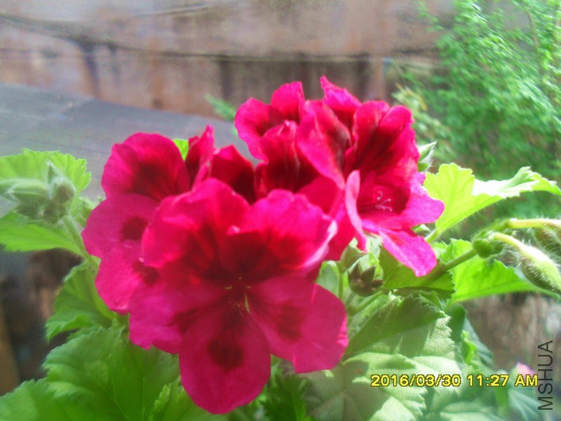 SDC12869.jpg