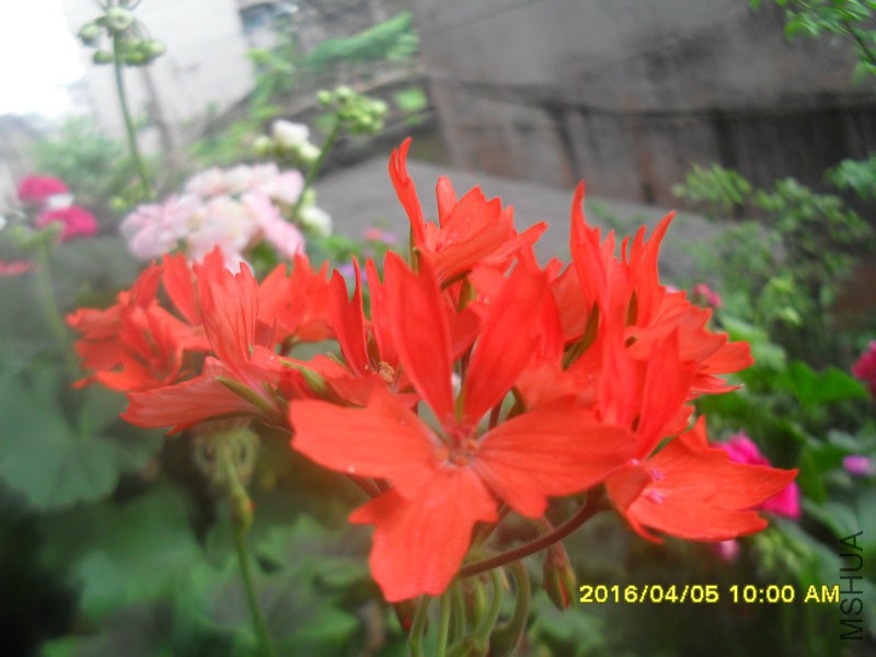 SDC12939.JPG