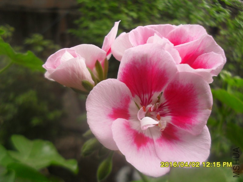 SDC12920.JPG