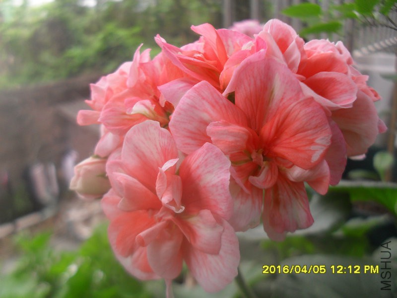 SDC12945.JPG