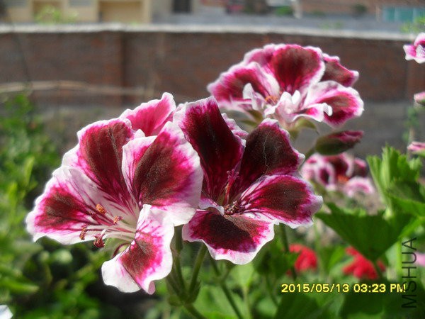SDC11710.jpg