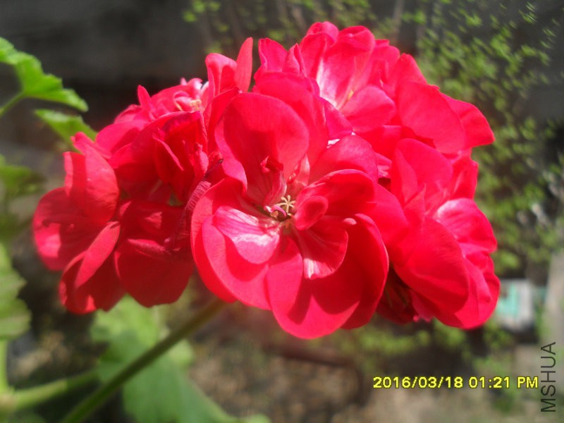 SDC12791.JPG
